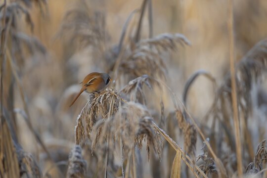 Bearded tit or reedling (Panurus biarmicus) adult male bird feeding on a frost covered Common reed (Phragmites australis) seedhead in winter, RSPB Lakenheath fen nature reserve, Suffolk, England, United Kingdom