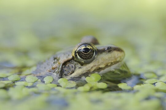 Lake frog (Pelophylax ridibundus, Rana ridibunda), North Rhine-Westphalia, Germany