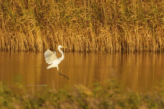 A heron lands on a reed bank with golden wings in the light, great egret (Ardea alba, syn.: Casmerodius albus, Egretta alba) wildlife, Western Pomerania Lagoon Landscape National Park, Zingst, Mecklenburg-Western Pomerania, Germany