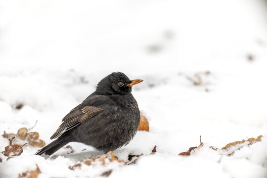 A male blackbird (Turdus merula) searches for food in the snow by pushing it aside with his feet and scratching for worms and invertebrates in the leaves underneath, snow, cold, December, Germany