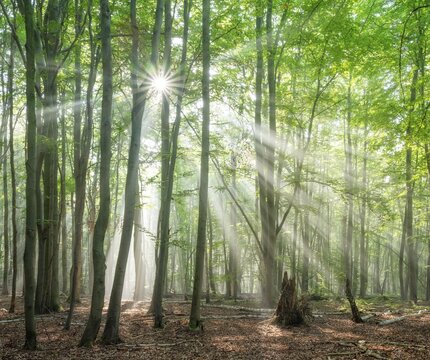 Light-flooded natural old beech forest with deadwood, sun shining through morning mist, Hohe Schrecke mountain range, Thuringia, Germany