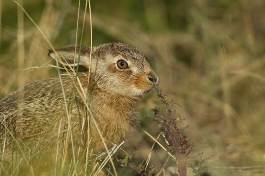 European brown hare (Lepus europaeus) juvenile baby leveret animal feeding on a thistle plant in grassland in the summer, England, United Kingdom