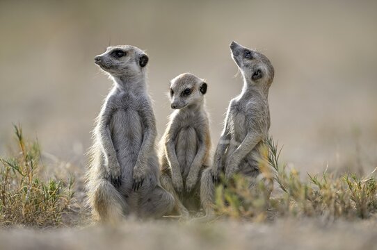 Meerkats or suricates (Suricata suricatta), Makgadikgadi Salt Pans, Makgadikgadi Pans National Park, Central District, Botswana