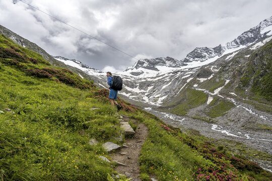 Mountaineers on a hiking trail between blooming alpine roses, view of the Schlegeisgrund valley, glaciated mountain peaks Hoher Weiszint and Dosso Largo with Schlegeiskees glacier, Berliner H&ouml;henweg, Zillertal, Tyrol, Austria