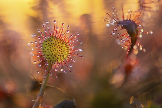 Sundew (Drosera intermedia) with tentacles in the Goldenstedt moor, Goldenstedt, Lower Saxony, Germany