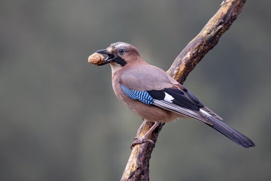 Eurasian jay (Garrulus glandarius), with a walnut in its beak, Terfens, Tyrol, Austria