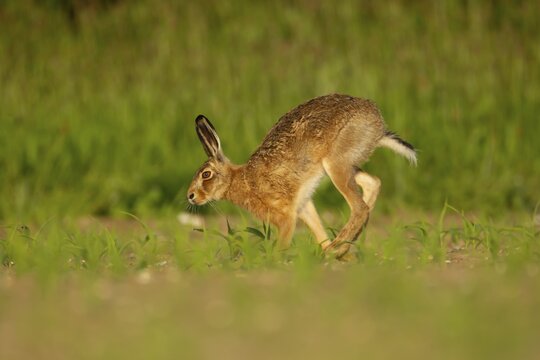 European brown hare (Lepus europaeus) adult animal running in a farmland maize field in summer, England, United Kingdom