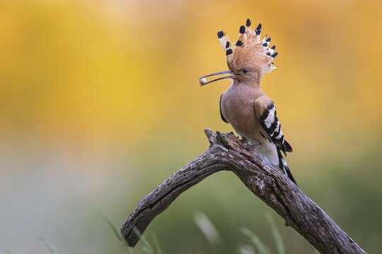 Hoopoe (Upupa epops) bird of the year 2022, male with food for the female or young birds, sand lizard egg, bridal gift, prey, foraging, interaction, landing on branch, raised bonnet, sunrise, interaction, delivery of food, climate change, Middle Elbe biosphere reserve, Saxony-Anhalt, Germany