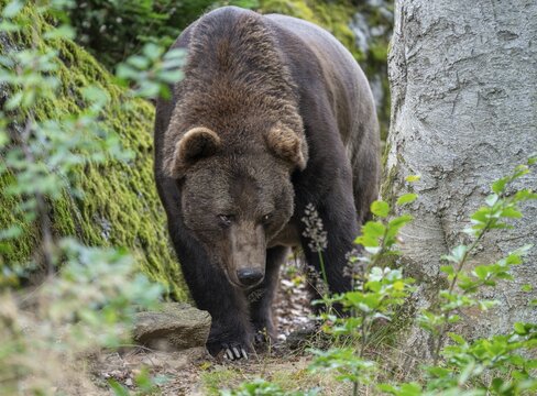 European brown bear (Ursus arctos) walking through the forest and looking attentively, captive, Bavarian Forest National Park, Bavaria, Germany
