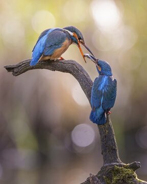 Kingfisher (Alcedo atthis) spring, courtship, mating, nuptial gift, male, hunting, catching fish, female on branch, dive, diving, courtship feeding with whitefish, underwater, surfacing, whitefish, hungry, foraging, fight for survival, immersion, mating, habitat intact, Saxony-Anhalt, Germany