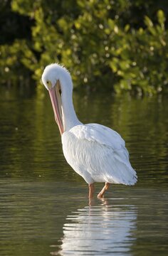 American white pelican (Pelecanus erythrorhynchos) preening feathers, Ding Darling National Wildlife Refuge, Sanibel Island, Florida, USA