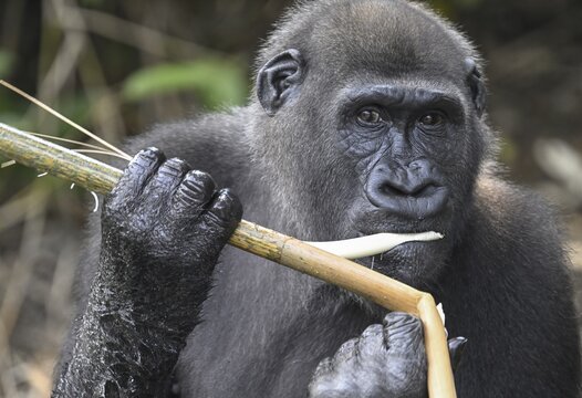 Western lowland gorilla (Gorilla gorilla gorilla) eating, male animal, R&eacute;serve L&eacute;sio-Louna nature reserve, near Moembe, Plateau department, Republic of Congo