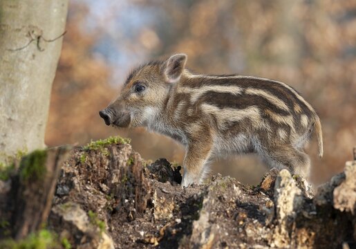 Wild boar, wild boar (Sus scrofa), young boar standing on an old tree stump in the forest, Germany