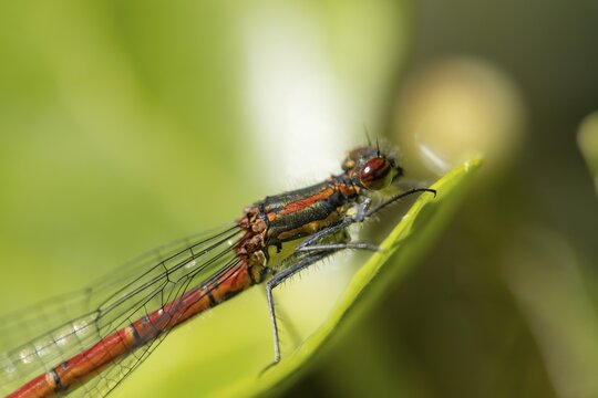 Large red damselfly (Pyrrhosoma nymphula) adult insect resting on a plant leaf in summer, England, United Kingdom
