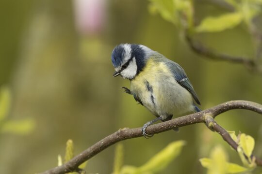 Blue tit (Cyanistes Caeruleus) adult bird preening on a tree branch, England, United Kingdom