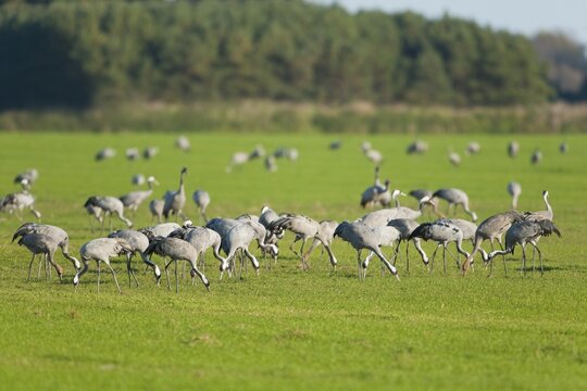 Cranes (Grus grus) on a field foraging for food, Mecklenburg-Western Pomerania, Germany