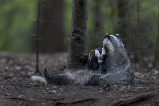 A pair of badgers (Meles meles) grooming each other at the roof castle, fun, joie de vivre, togetherness, nocturnal, Germany