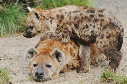 Spotted hyena or spotted hyena (Crocuta crocuta) with young, captive, occurring in Africa