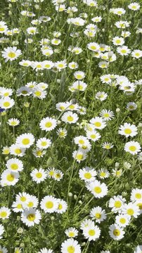 Daisy Garden Close-Up with Slow Motion Petals in a Sunny Meadow Ultra-High Detail Macro, Soft Bokeh, Spring Flower Field, Wind Natural Light (4K)