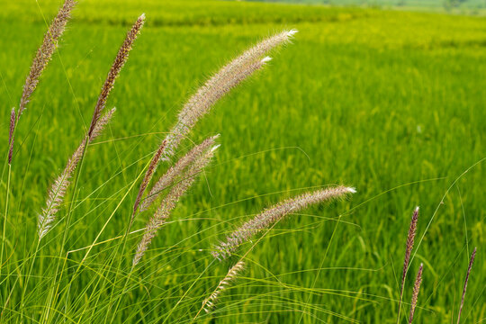 Cogon grass or ilalang (Imperata cylindrica) has sharp leaves on the edge of the rice fields.
