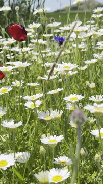Daisy Garden Close-Up with Slow Motion Petals in a Sunny Meadow Ultra-High Detail Macro, Soft Bokeh, Spring Flower Field, Wind Natural Light (4K)
