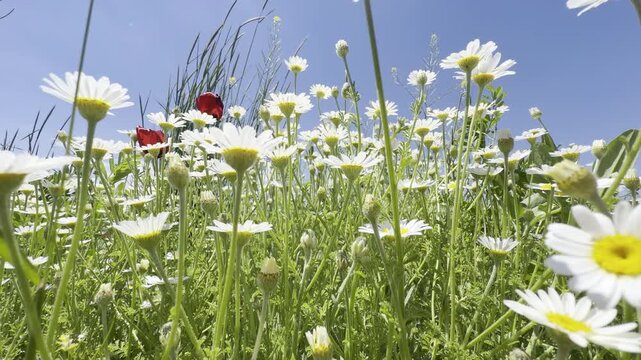 Daisy Garden Close-Up with Slow Motion Petals in a Sunny Meadow Ultra-High Detail Macro, Soft Bokeh, Spring Flower Field, Wind Natural Light (4K)