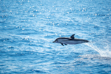 Fototapeta premium Big jump of a wild striped dolphin captured midair above sparkling blue ocean water, with big jump spray and reflection emphasizing motion, playfulness and freedom