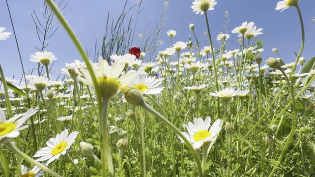 Daisy Garden Close-Up with Slow Motion Petals in a Sunny Meadow Ultra-High Detail Macro, Soft Bokeh, Spring Flower Field, Wind Natural Light (4K)
