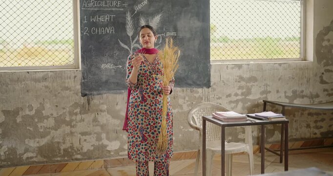 Indian young adult female teacher teach lesson show roots on board class room rural area. Tutor woman talk speak do study hold dry wheat plant in hand read diagram explain crop parts at village place