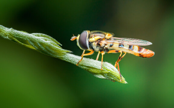 Hoverfly resting on green plant stem in thailand
