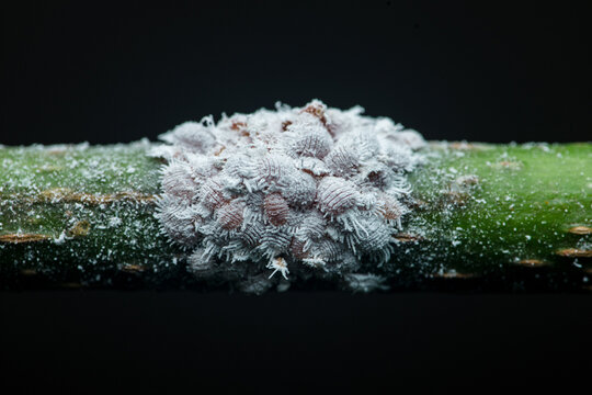 Mealybugs infesting green plant stem