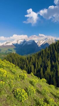 Mountain Landscape. Slope Of Mountain Range With Coniferous Forest