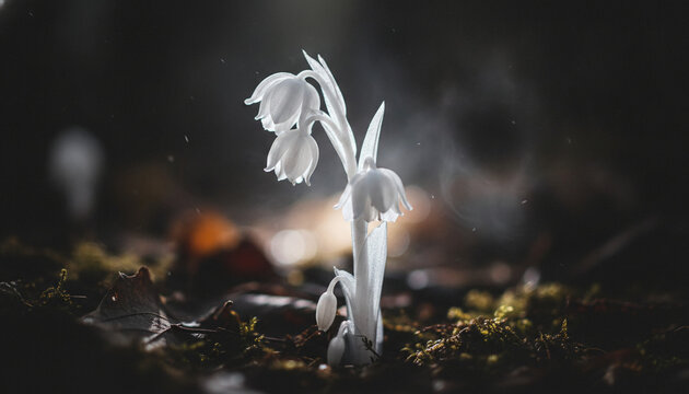 Translucent white Monotropa uniflora ghost plant macro with waxy texture