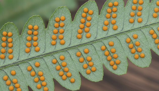 Blue Star fern leaf underside macro with golden orange sori spore clusters
