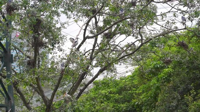 birds hiding in tree branches, black crowned night heron flying to hop on tree