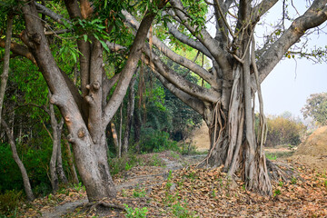 Fototapeta premium Majestic Banyan Tree with Aerial Roots in Tropical Forest Landscape