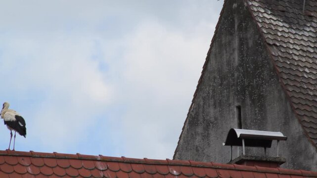 storks in nest and on a roof 4K   
