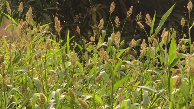 Sorghum crop field growing under bright sunlight. Close up of jowar grain heads in farmland. Green agricultural field with ripening sorghum plants Sorghum bicolor cultivation field for food production