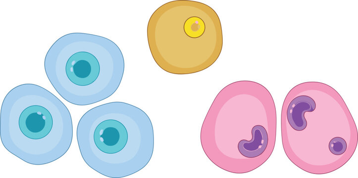 Microscopic human blood cells vector collection featuring colorful white blood cell types lymphocytes monocytes and neutrophils for medical illustration