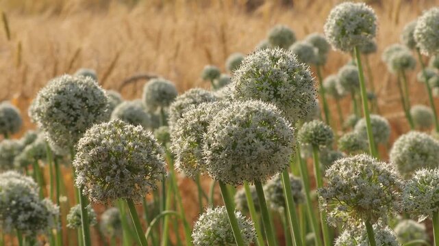Blooming onion flower heads in agricultural field. White Allium flowers swaying in golden sunlight. Golden hour agriculture landscape with white blooms. Allium, onion flower, onion seed, agriculture.
