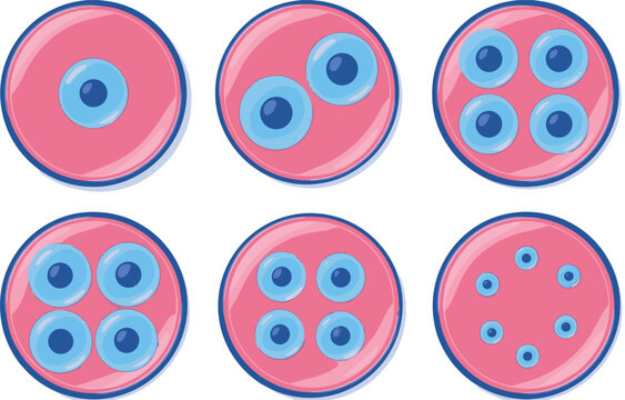 Cellular cleavage steps and zygote division infographic showing human cell multiplication process in pink petri dish vector