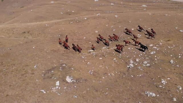 Caucasus, North Ossetia. Ualak Gorge. A herd of yaks in an alpine meadow.