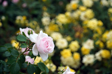 Fototapeta premium pink roses against a yellow flower background