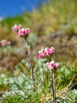 Antennaria dioica. A plant that often goes unnoticed or is little known. In some cultures, it is widely used for its remarkable healing properties.