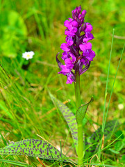 Dactylorhiza majalis in bloom. A wild orchid that grows in mountain grasslands in late spring. © Delfim Sa Neiva