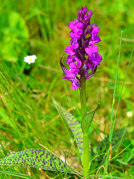 Dactylorhiza majalis in bloom. A wild orchid that grows in mountain grasslands in late spring.