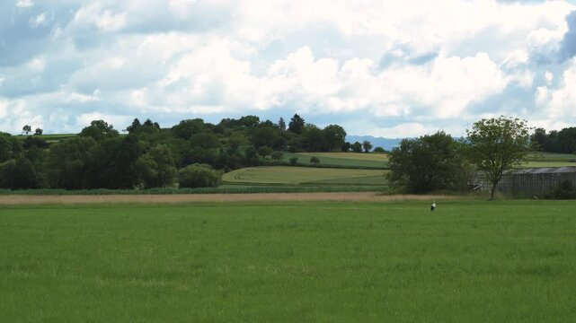 stork in field in countryside 4K   
