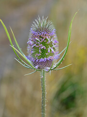 Dipsacus fullonum. Tiny mauve flowers that are a real magnet for pollinators. It also has extraordinary properties in herbal medicine. © Delfim Sa Neiva