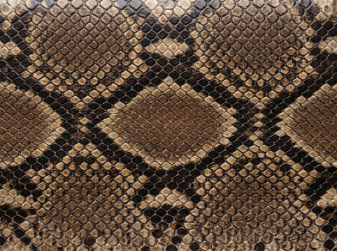 Close-up brown and black snake skin pattern.