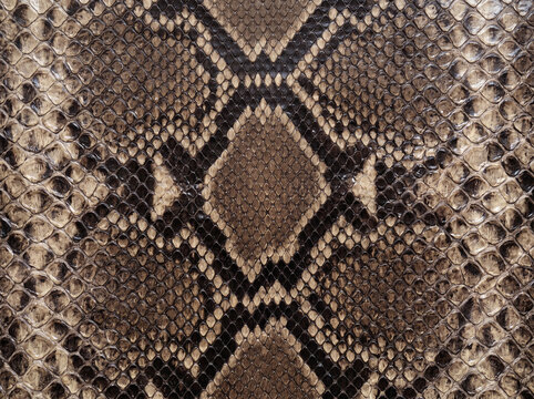 Close-up brown and black snake skin pattern.